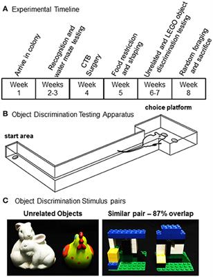 Age-related Changes in Lateral Entorhinal and CA3 Neuron Allocation Predict Poor Performance on Object Discrimination